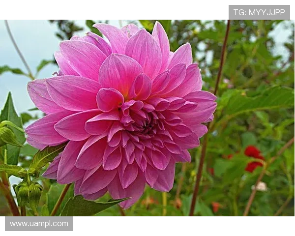 开运在线登录平台推出新版本，丰富的运势分析工具助你开启好运人生